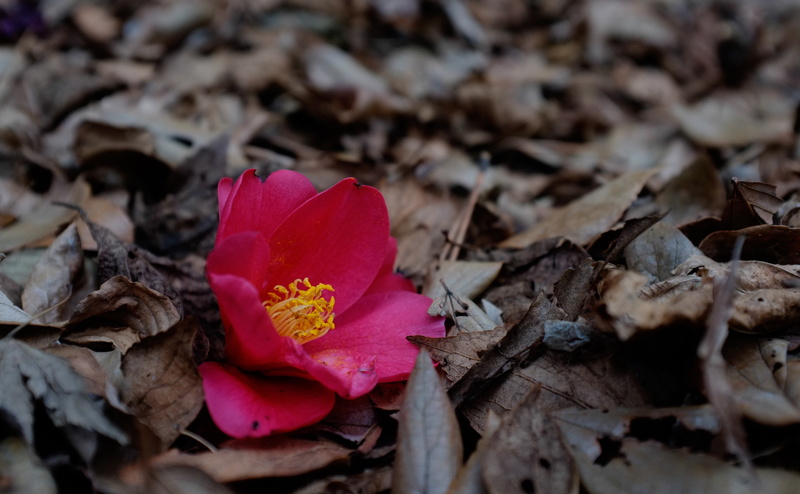 Outside, Seasons, hongo, Japan, fujifilmfinepixx100, Fall, Flower, last, Tokyo, filmsimulationastia, Outdoors, Autumn, summer, Leaves, 4K