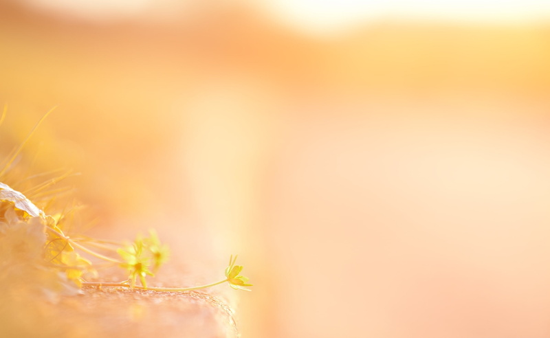 sunset, dew, tranquility, pastel colored, 2K, freshness, flower, yellow, springtime, softness, backgrounds, copy space, beauty in nature, selective focus