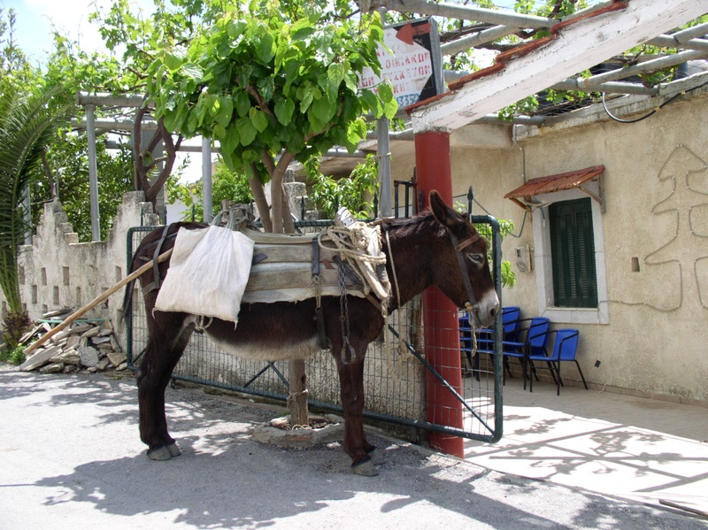 nature, mood, building, wait, vertebrate, summer, domestic, animal, building exterior, greece, pets, built structure, holiday, last animal, 1080P, day