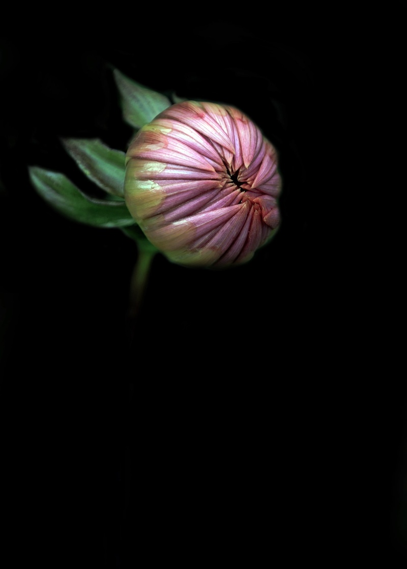 black background, nature, flower, death, photography, growth, farewell, background, forever, postcards, flower head, no people, remember, fragility, summer