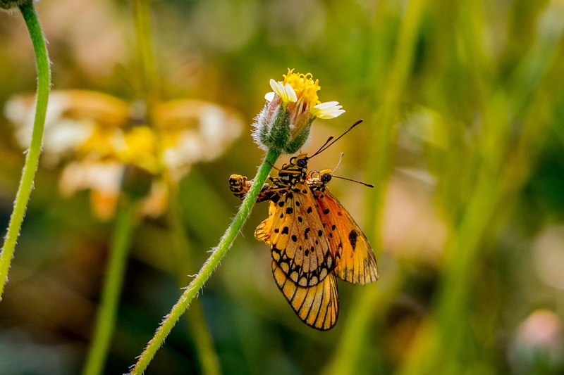 summer, flower, animal Wing, black butterflies, butterflies, close-up, plant, animal, daytime, insect, last summer, butterfly - Insect, butterfly, beauty In Nature