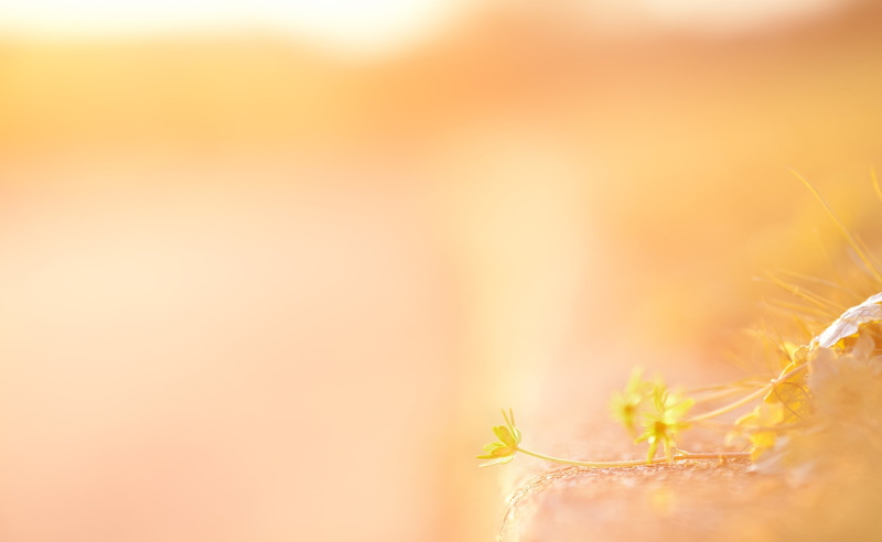 pastel colored, vibrant color, autumn, yellow, abstract backgrounds, springtime, tranquility, Last, copy space, beauty, freshness, beauty in nature, bright
