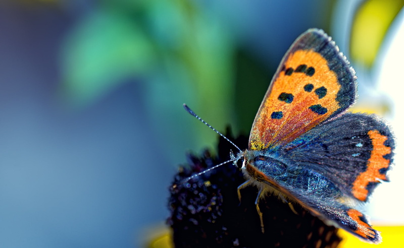 Animals, flower, macro, insect, one animal, copper, days, nature, plant, animal antenna, animal, day, summer, animals in the wild, animal markings, no people