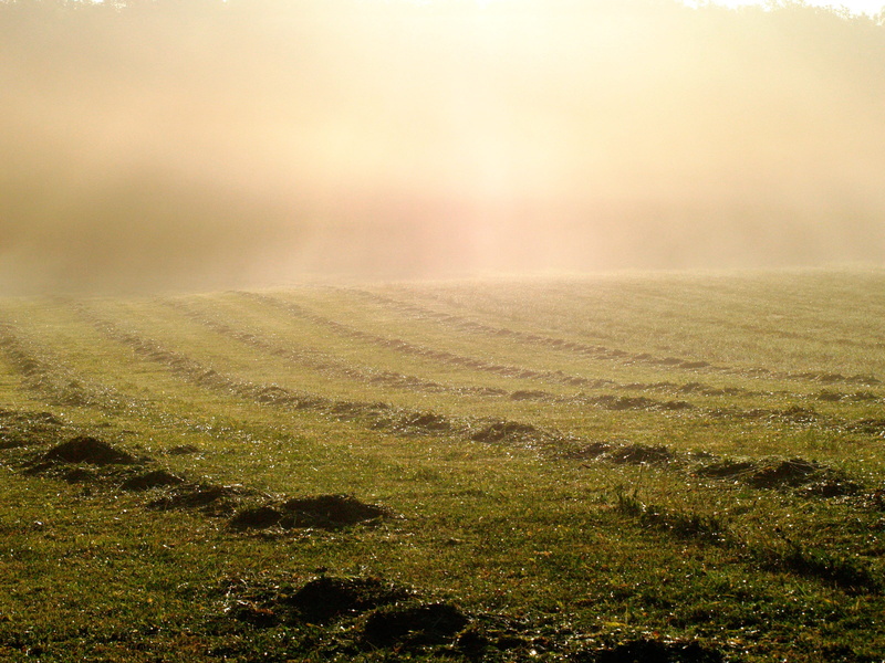 beauty in nature, morgentau, 2K, last cut, fog, sky, no people, fall color, sunlight, green, environment, land, grass, autumn, nature, springtime, scenics - nature