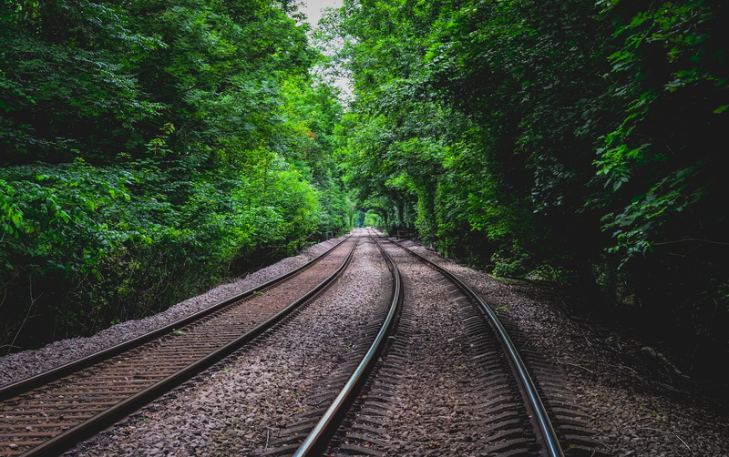 diminishing perspective, tree, growth, anston, outdoors, green color, direction, plant, forest, vanishing point, land, non-urban scene, rail transportation
