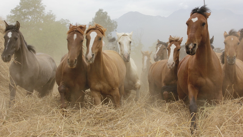 land, pets, outdoors, 2K, nature, domestic animals, plant, rural, beauty, domestic, animal themes, field, horse, large group of animals, animal wildlife