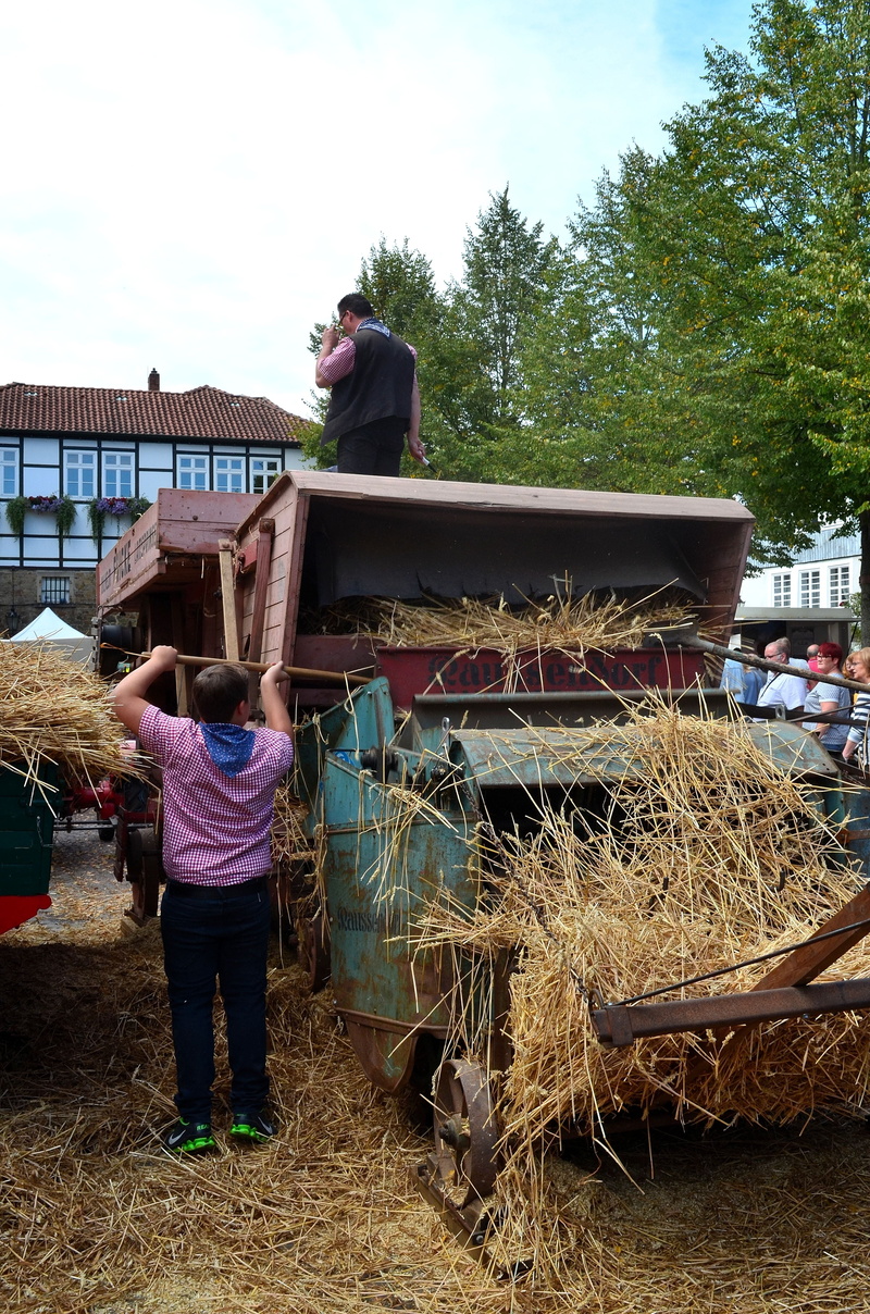thresher, working, plant, historically, harvest, nostalgia, real people, landtechnik, women, standing, occupation, men, arms raised, agriculture, old, tree