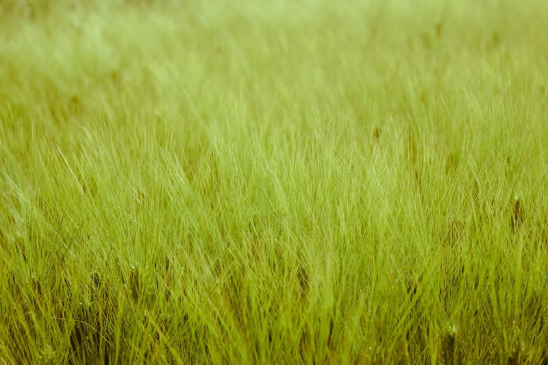 wheat, ears of corn, green color, agriculture, no people, day, summer, land, outdoors, plant, green, field, wind, environment, grass, nature, full frame
