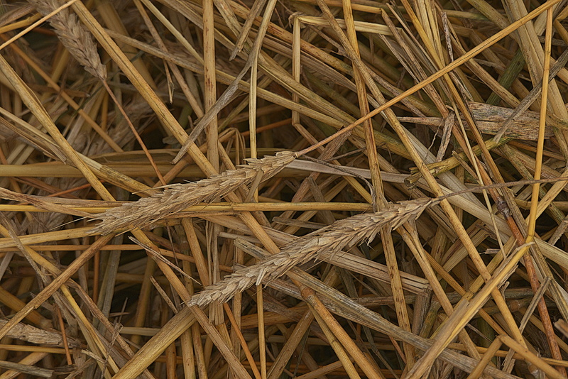 plant, day, summer, halme, no people, large group of objects, arable, straw, abundance, outdoors, close up, food and drink, close-up, brown, land, agriculture