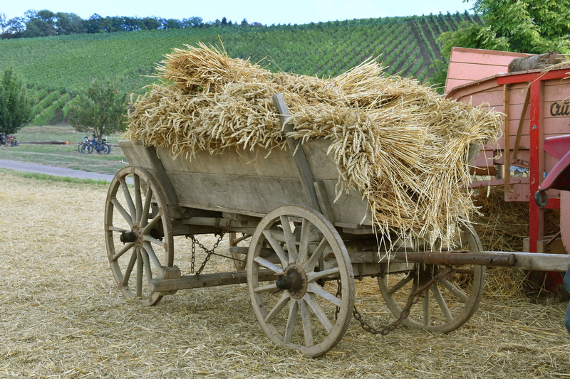 nostalgia, plant, 5K, faceplate, historical harvest, cart, thresher, landtechnik, rural scene, agriculture, mode of transportation, day, land vehicle