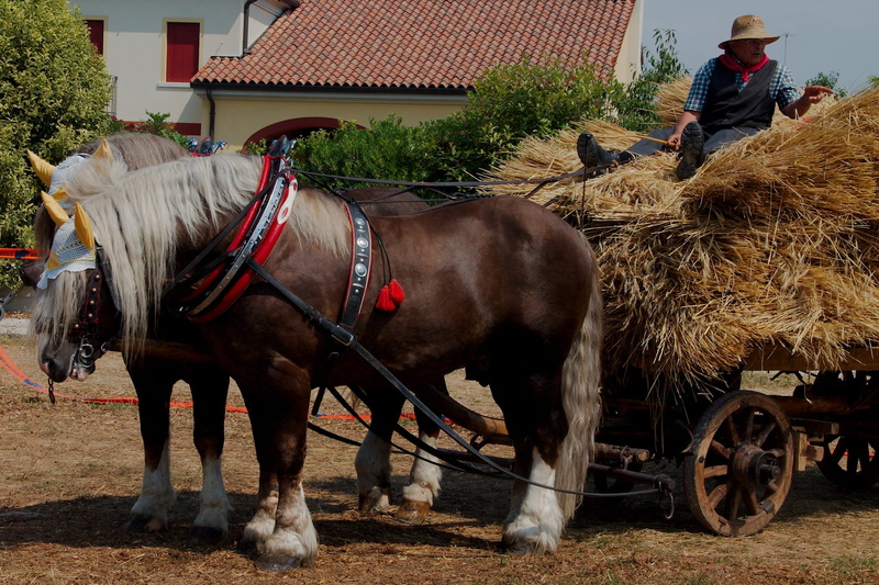 mode of transportation, architecture, built structure, outdoors, animal themes, farmer, mammal, livestock, agriculture, day, one animal, pets, working animal