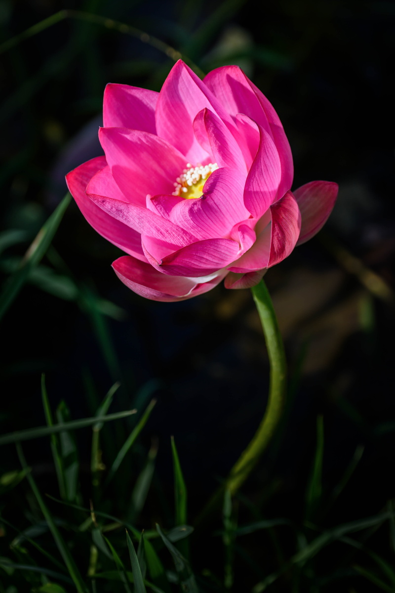 flower, nature, bud, 5K, blur, petaled, pollen, close-up, pink color, pink, flowering plant, fragility, no people, petals, focus on foreground, lotus