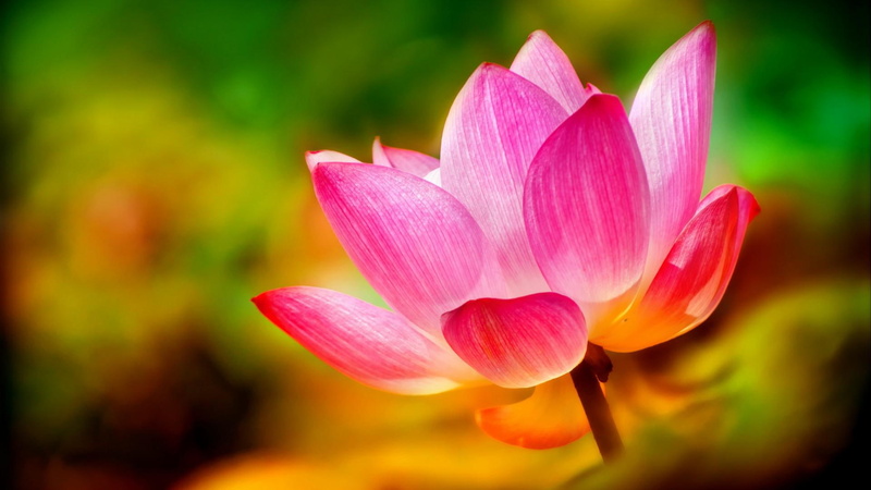 1080P, flowers, lotus, petals, pink, nature, background