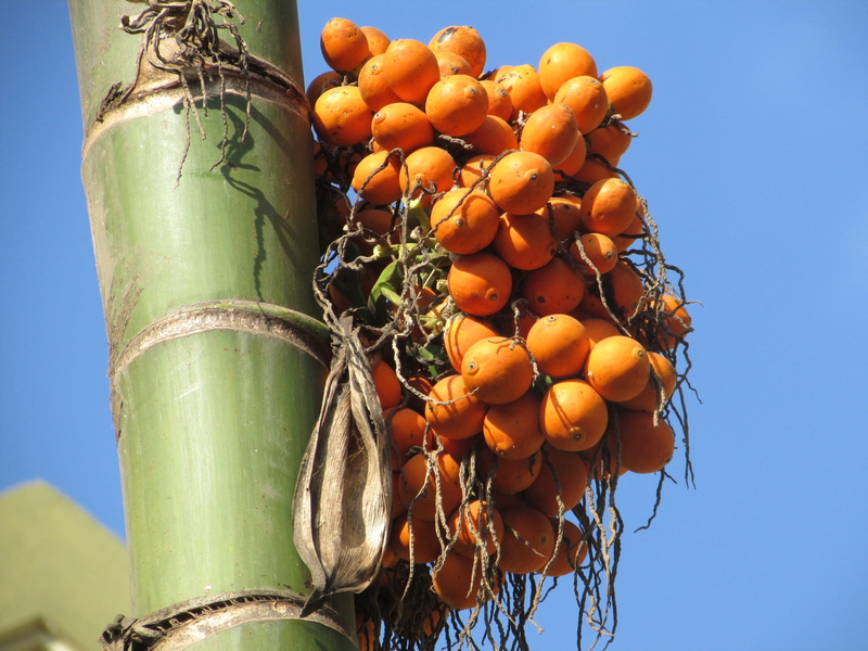 no people, low angle view, food, sky, food and drink, healthy eating, dharwad, orange color, palm, bamboo, agriculture, fruit, vegetable, seed, 2K, outdoors