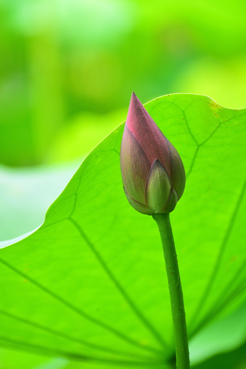 lotus, no people, nature, focus on foreground, aquatic plants, flower, 5K, plant, vulnerability, water lily, leaves, plant part, freshness, animal wildlife