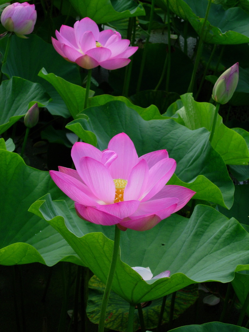 flowering plant, 2K, lotus, flower, pink, leaf, plant, no people, vulnerability, three, flower head, petal, beauty in nature, water lily, green color