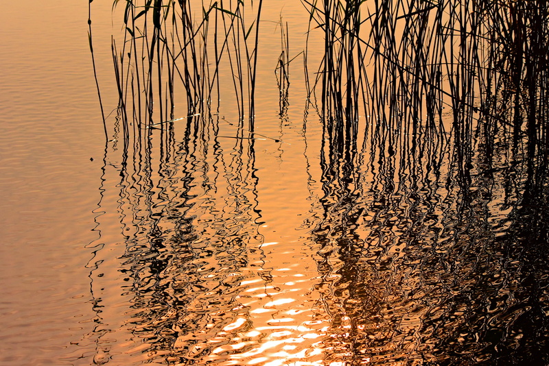 river, no people, orange color, sky, ripples, beauty in nature, reflection, silhouette, rushes, plant, scenics - nature, outdoors, waterfront, lake, aquatic vegetation