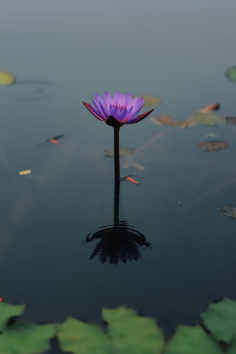 lotus water lily, growth, 4K, beauty in nature, petal, plant, lake, petals, flower, water, nature, flower head, water lily, photography, vulnerability