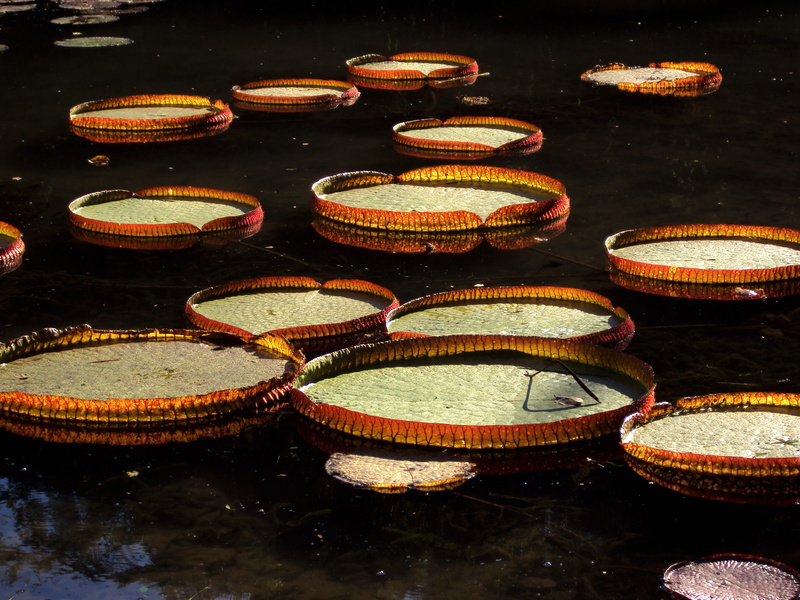 large group of objects, reflection, day, high angle view, indoors, Aquatic Plant, nature, floating, group of objects, pond, waterfront, built structure