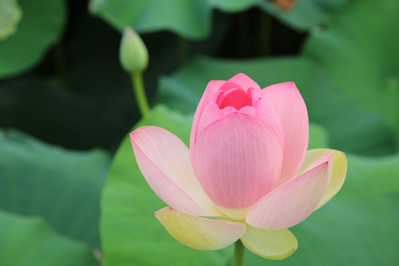 no people, water lilies, flower head, pink color, pond, lotus leaf, petal, flowers, pond plants, flowering plant, blossom, aquatic plants, kite, beauty in nature