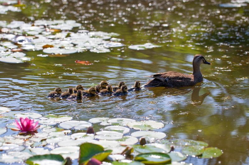 aquatic plants, 4K, floating on water, animal themes, animal family, no people, water, outing, water lilies, young animal, gosling, lake, nature, swimming