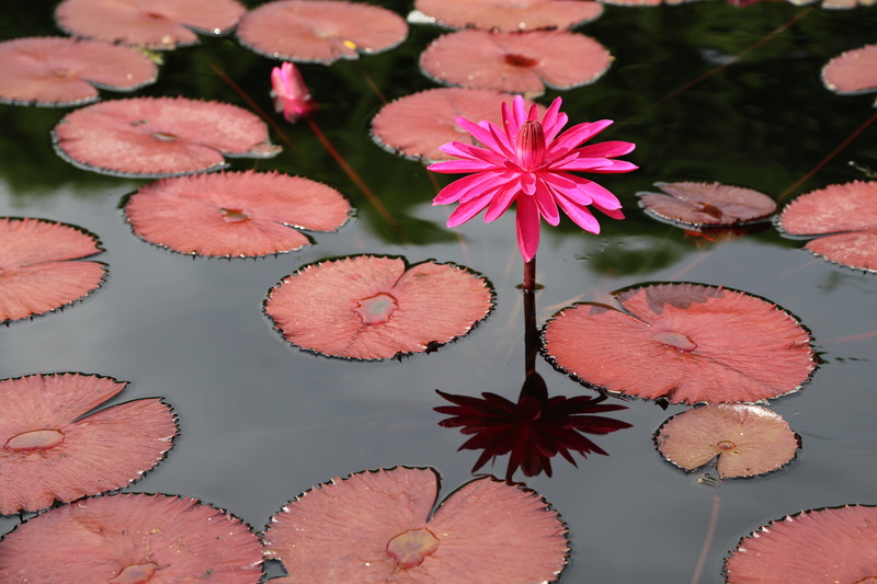 5K, day, high angle view, floating, flower, peaks, plants, kite, outdoors, no people, leaf, close-up, petal, pink color, beauty in nature, plant, pond