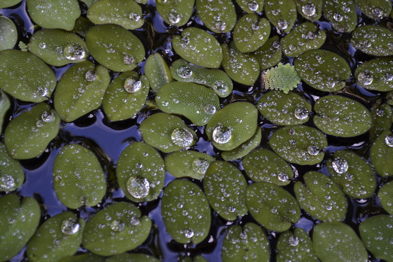 droplet, wet, outdoor, 4K, nature, botany, float, leaf, abundance, outdoors, dew, water-plant, high angle view, pond, backgrounds, raindrop, water, drop