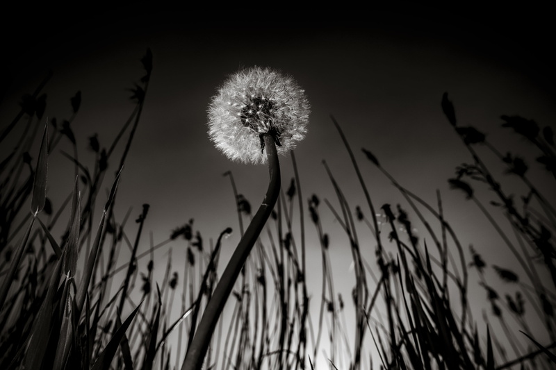 wildflower, 4K, highlight, springtime, beauty In Nature, greyscale, single Flower, dandelion, grass, summer, flower, leafed, photo, outdoors, field, close-up