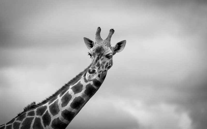 portrait, profile view, black and white, africa, nature, herbivorous, animals in the wild, giraffe, animal head, mammal, outdoors, black-and-white, safari