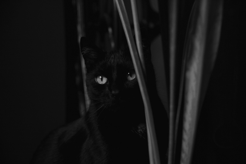 greyscale, looking, domestic animals, black and white, looking cat, no people, animal, dachowiec, whiskers, cat staring, mammal, cats eyes, animal head