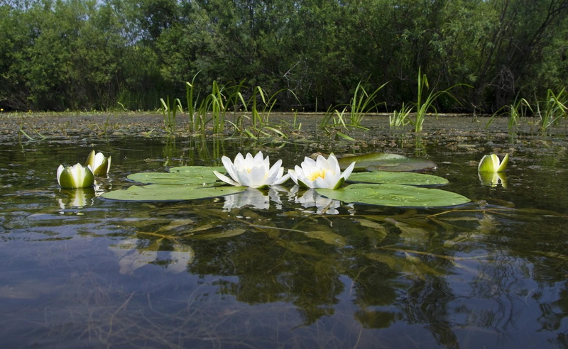 day, group of animals, Swamp, Water lily, 1080P, Surface, no people, animals in the wild, flowering plant, animal wildlife, flower, waterfront, beauty in nature