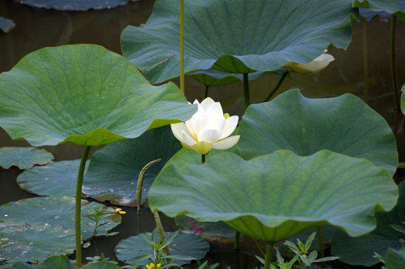 plant, water, Tree, flower, white, green, summer, wild, Park, growth, leaf, plant part, colors, fragility, botany, park, herd, lotus Water Lily, petal