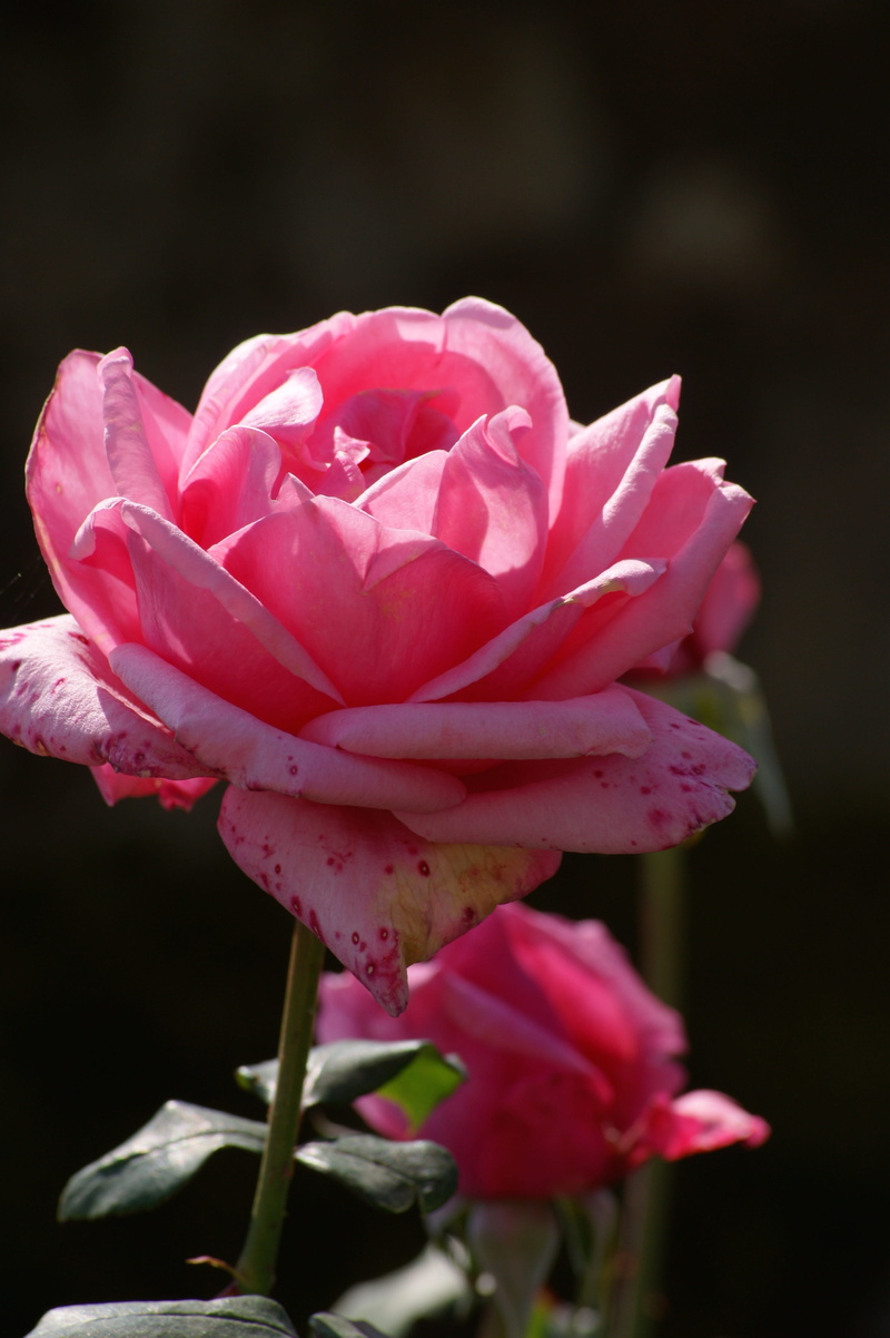 single Flower, Pink, beauty In Nature, lotus Water Lily, peony, water Lily, nature, freshness, flora, Blossom, 4K, botany, Pink, garden, petal, Rose Family