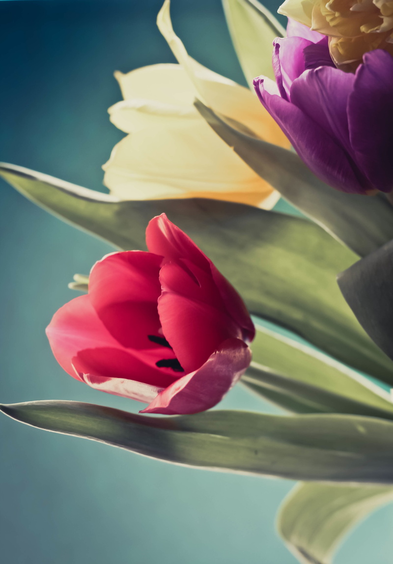 4K, pink color, vulnerability, botany, pink, day, sacred lotus, flowering plant, fragility, petal, land plant, outdoors, flower, flower head, close up