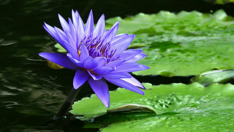 1080P, flower, plant part, lotus, leaf, plant, sacred lotus, lake, flora, petal, no people, purple, close-up, beauty in nature, blue flower, flowering plant