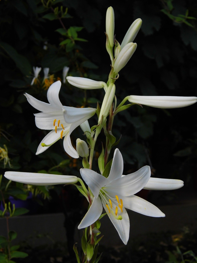 fragility, no people, park, vulnerability, close-up, plant, white flower, white color, nature, outdoors, freshness, flowering plant, beauty in nature, growth