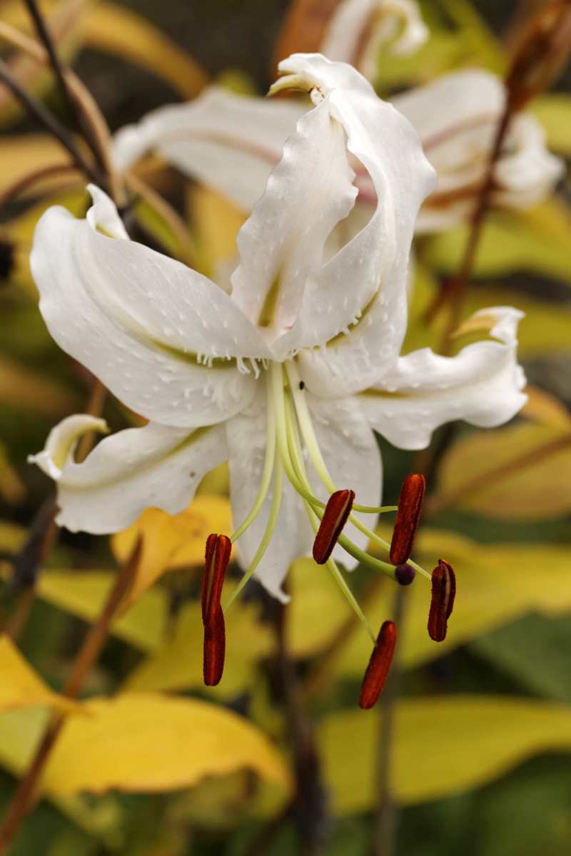 fragility, nature, flower head, freshness, vulnerability, purity, dew, drop, growth, flower, inflorescence, white lily, pollen, no people, close-up, springtime