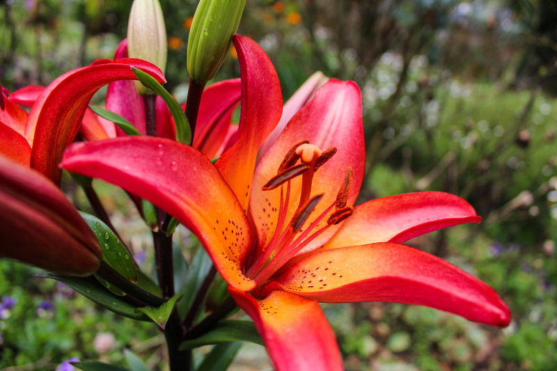 springtime, pollen, lilium, 5K, petal, inflorescence, flower, plant, no people, growth, botany, nature, red, ornamental garden, flowers, flowerbed, stamen