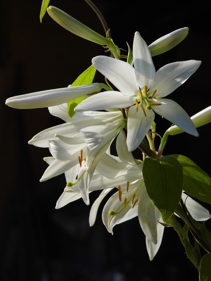 2K, lilium, studio shot, flowering plant, flower, lily, petal, flower head, growth, pollen, vulnerability, white flower, inflorescence, garden, focus on foreground