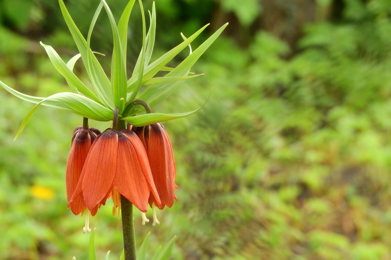 petal, 4K, fragility, lily, Fritillaria Imperialis, nature, orange flower, imperialis, orange color, beauty in nature, vulnerability, plant, green color