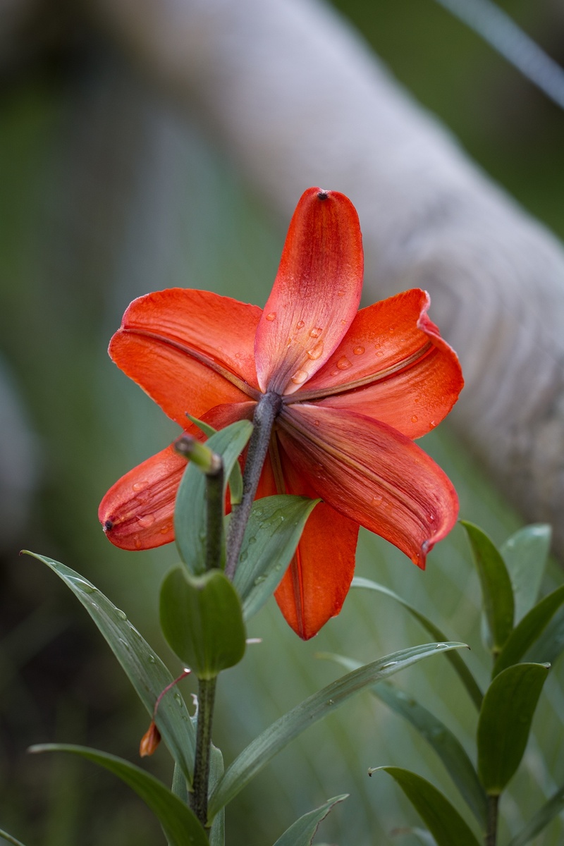 in the garden, plant part, close-up, focus on foreground, garden, growth, raindrop, lily family, blossom, 1080P, plant, orange, inflorescence, flower garden