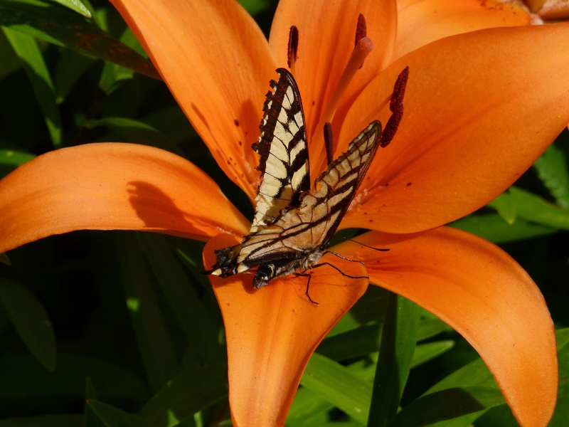 flower, bloom, animal themes, feuerlilie, flora, pollination, garden, day, summer, plant part, animals in the wild, macro, outdoors, butterfly, flowering plant