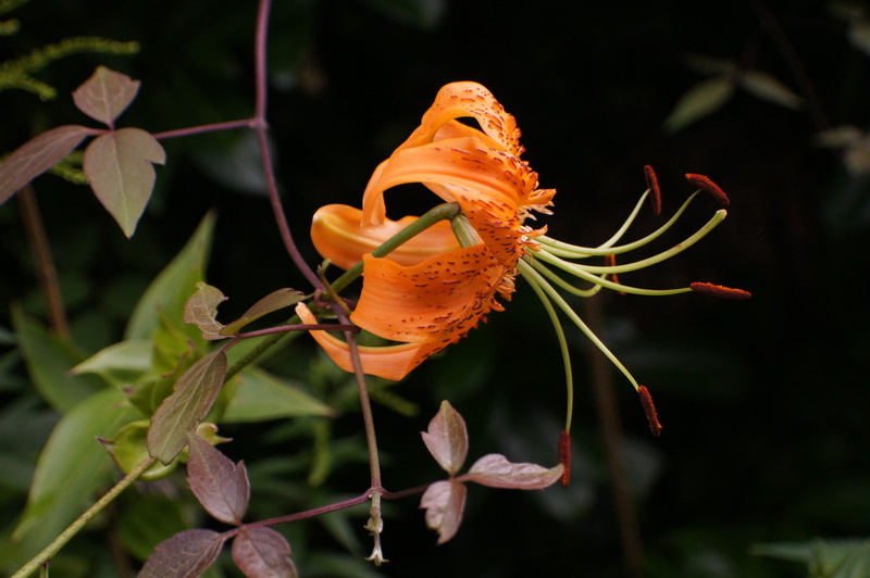 invertebrate, 4K, one animal, lily, bloom, insect, vertebrate, hybrid, nature, day, animals in the wild, beauty in nature, flowering plant, turks cap lily