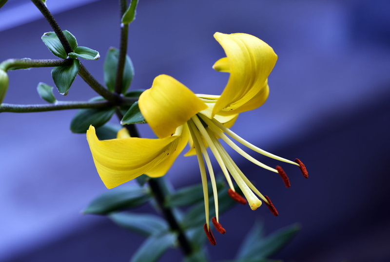Lily, Flower, nature, Lilium, flower Head, shallow focus, 720P, Il y a, photography, shallow, fleur de lys, élégance, Plante, Plant, close-up, focus, yellow
