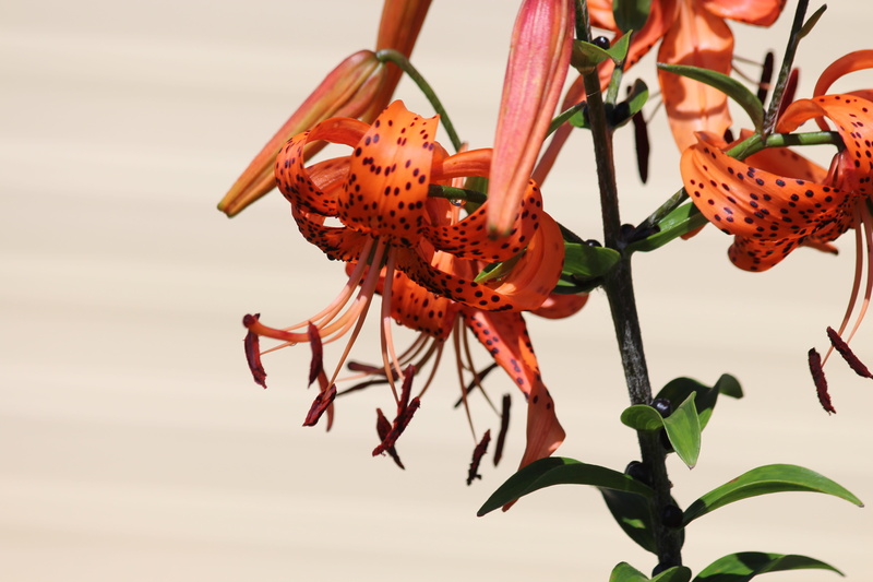 lilium lancifolium, tiger lilies, close-up, red, red lily, plant, summer flowers, garden flowers, pollination, pollen, flowers, growth, bloom, fragility