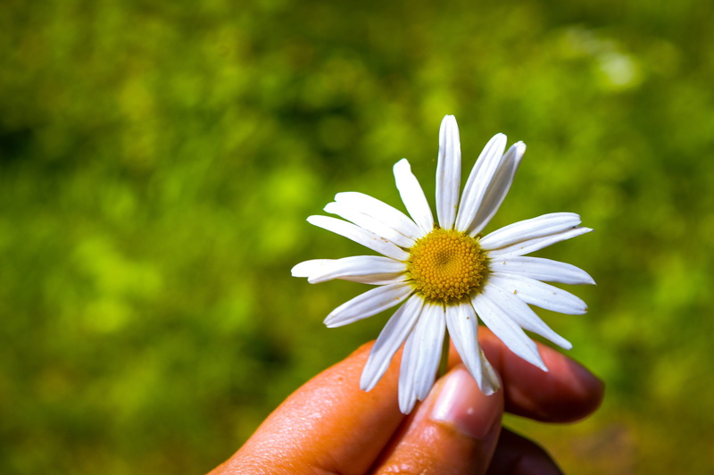 white, daisies, fragility, inflorescence, freshness, human hand, vulnerability, outdoors, finger, 5K, hand, nikon d 3200, plant, flower, blossom, petal