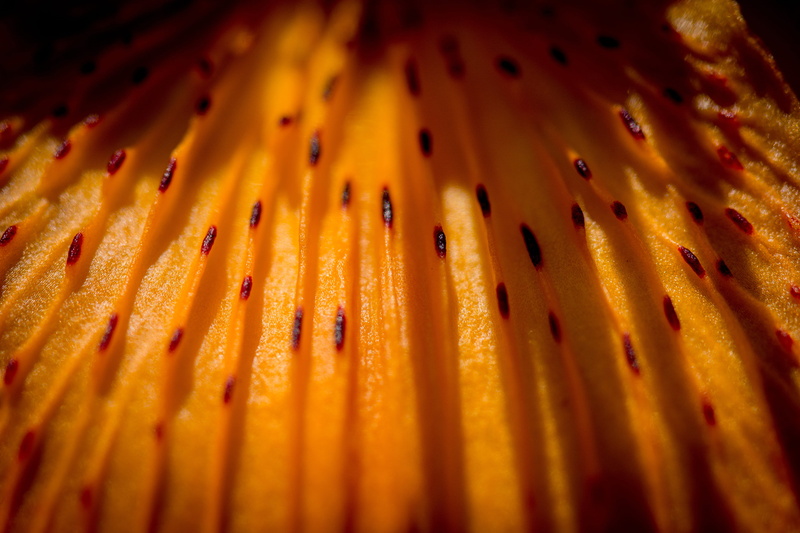 ribbed, inflorescence, no people, close, orange, selective focus, feuerlilie, light, flora, pattern, vulnerability, full frame, red, macro, nature, rip
