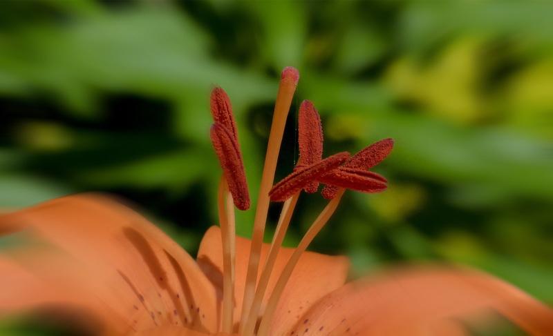 flora, closeup, flower Head, petaled, orange color, lily, flower, lilium bulbiferum, flowering plant, growth, petal, 2K, plant, season, close-up, freshness