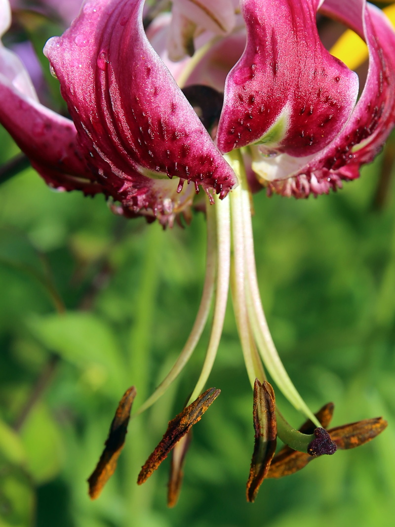 photography, macro, close-up, inflorescence, selective, lilium martagon, nature, pestle, focus, petals, day, flower head, selective focus, flowering plant