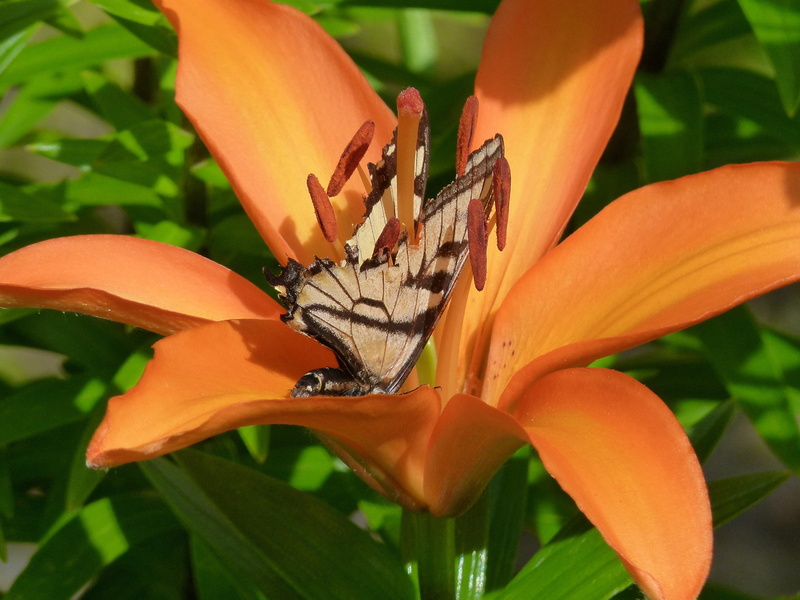 animal wing, growth, bloom, flower head, butterfly - insect, close-up, beautiful, invertebrate, butterfly, one animal, freshness, summer, petal, animal wildlife